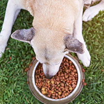 pet-foods