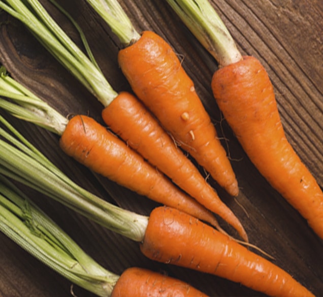 fresh picked carrots with green tops