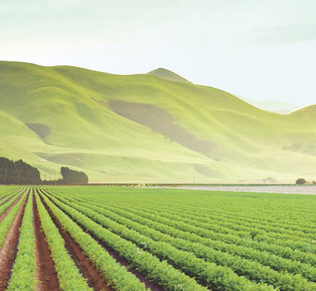 green produce field