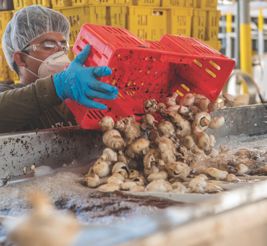 processing mushrooms