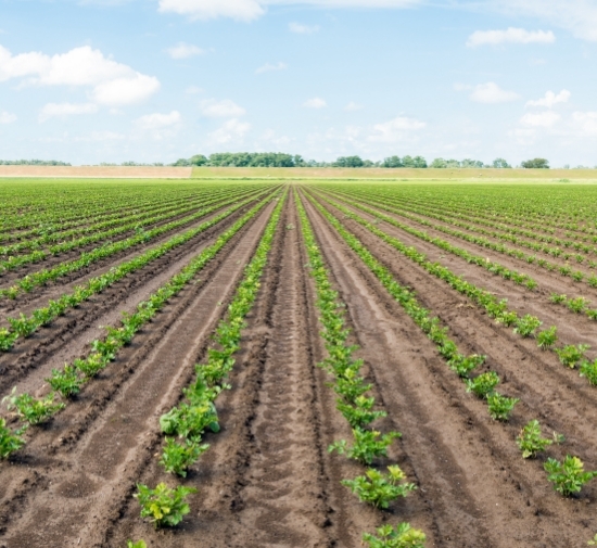 green produce field